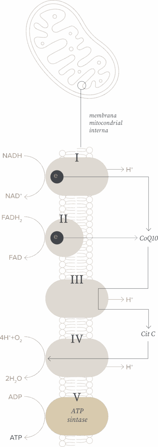 fluxograma-importancia-coq10