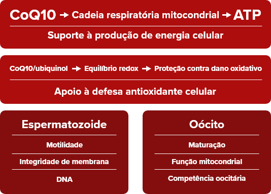 Diagrama dos mecanismos da CoQ10 na função reprodutiva